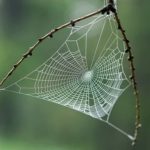 La trampa como hábito y forma de vida