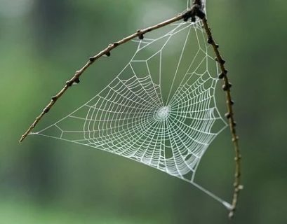 La trampa como hábito y forma de vida