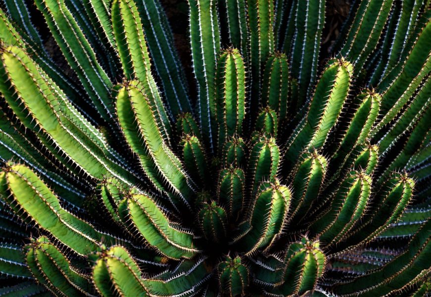 biodiversidad