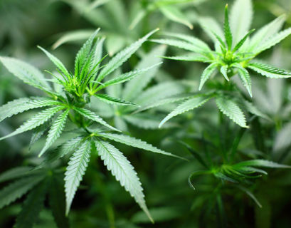 marihuana