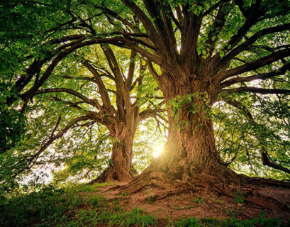 contabilidad de los ecosistemas