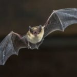 Imagen tomada de BBC