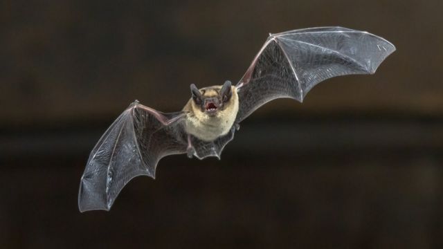 Imagen tomada de BBC