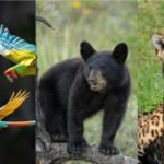 535 especies en peligro de extinción