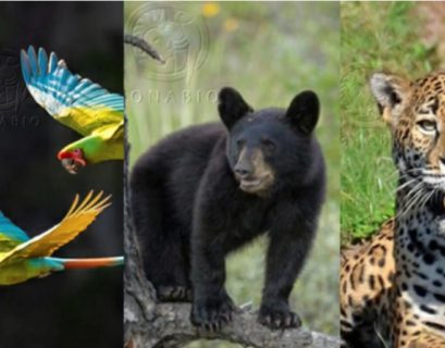 535 especies en peligro de extinción