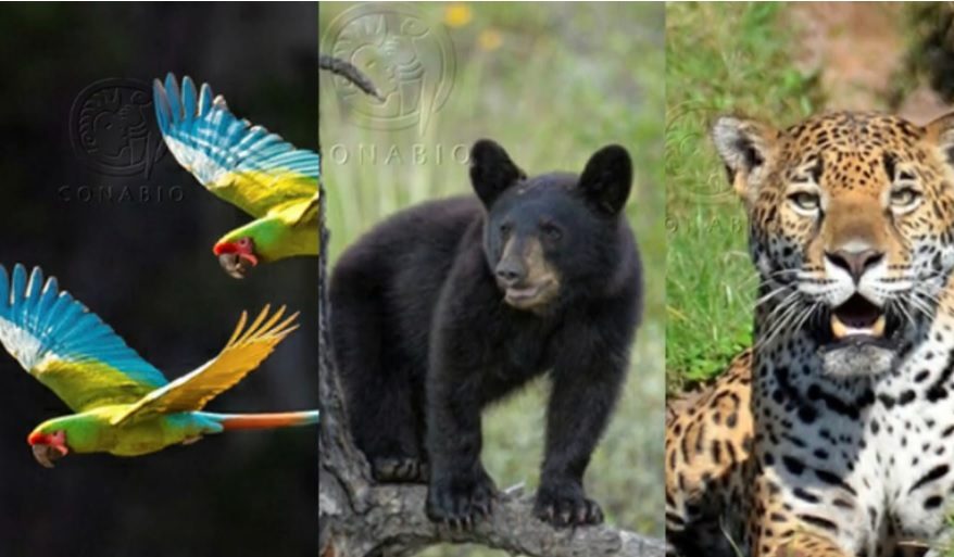 535 especies en peligro de extinción