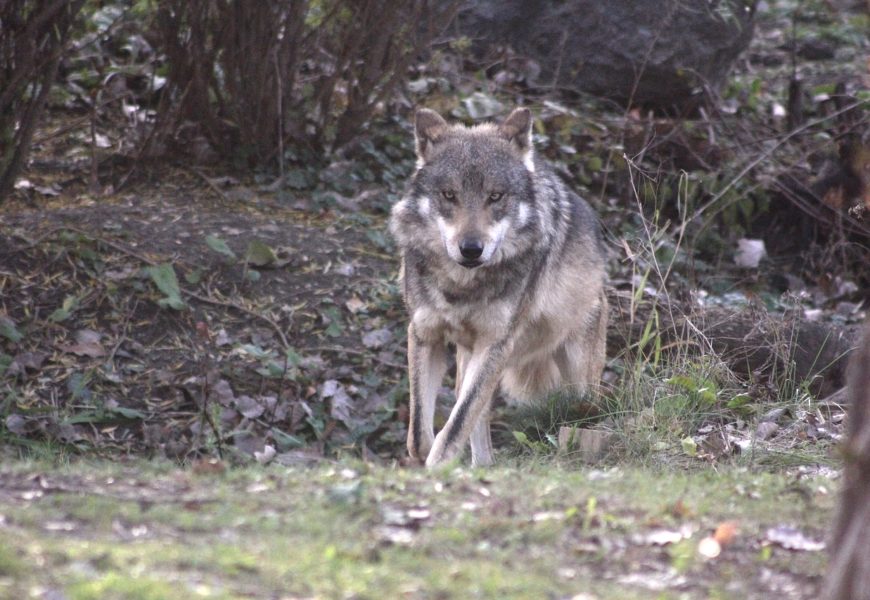 Lobo mexicano