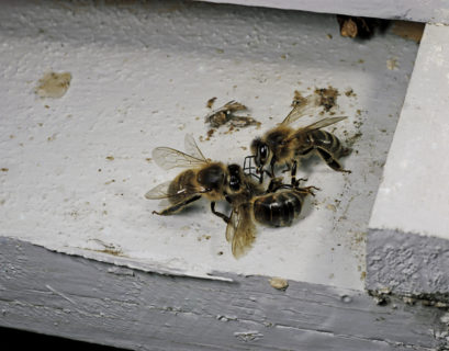 Fuente: Getty Images