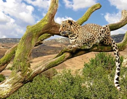 El desafío ambiental de México