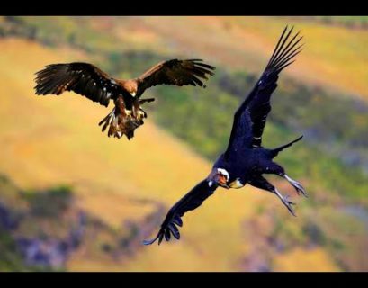 Genocidio: águila y cóndor