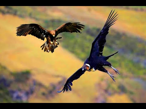 El reencuentro entre el águila y el cóndor: genocidio