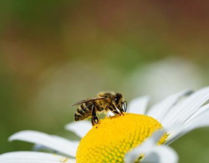Salvar a las abejas