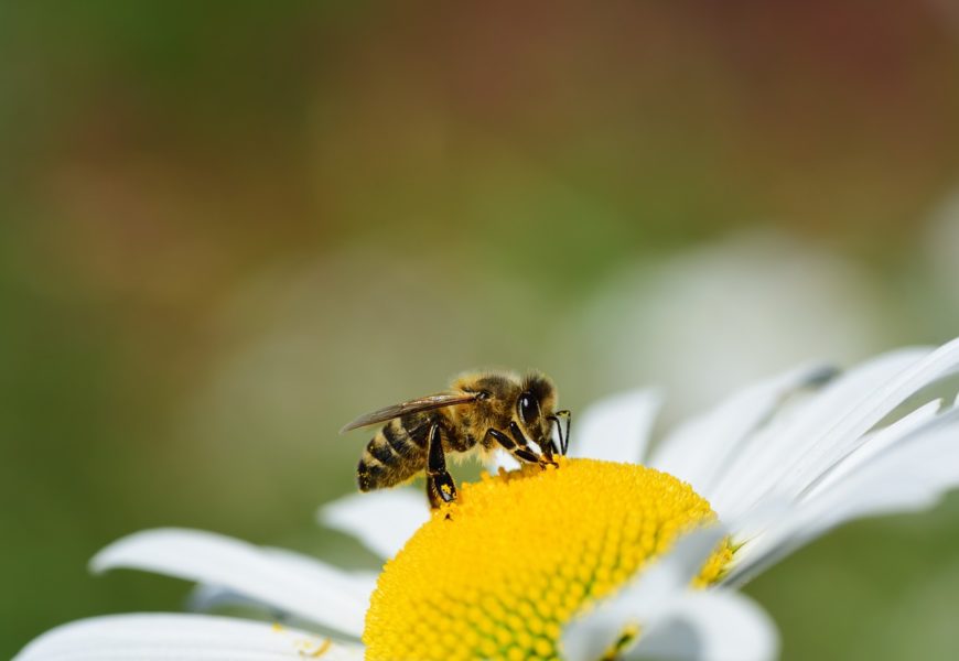 Salvar a las abejas es urgente