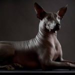 El xoloitzcuintle