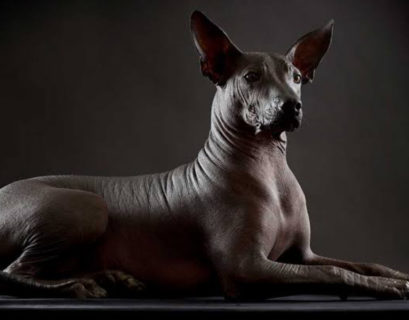 El xoloitzcuintle