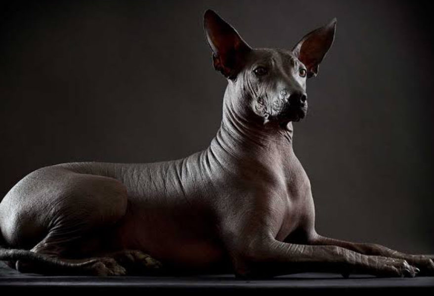 El xoloitzcuintle