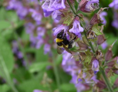 Las abejas y los abejorros
