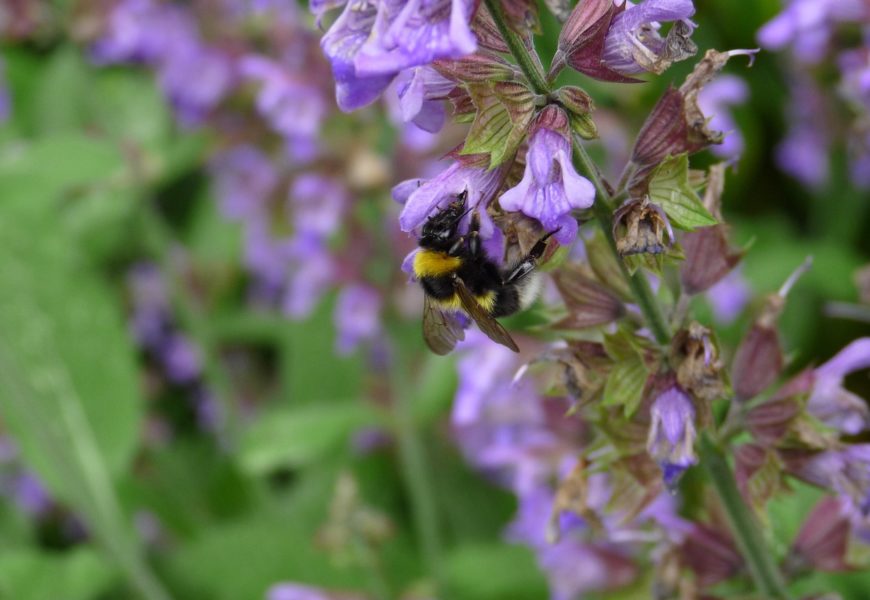Las abejas y los abejorros