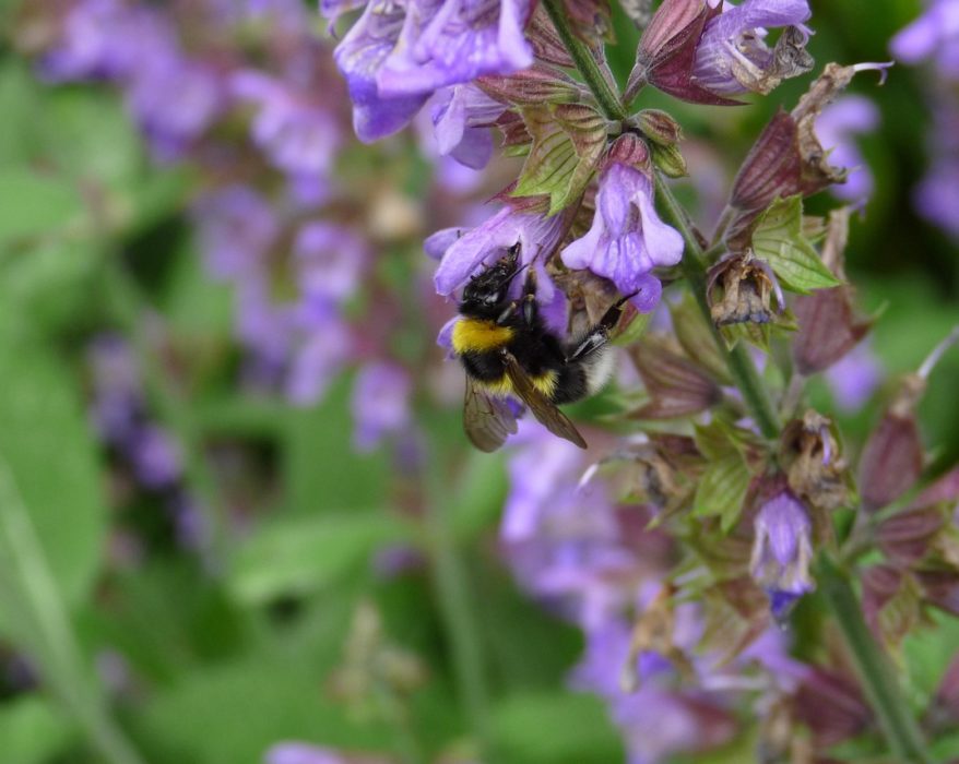Las abejas y los abejorros